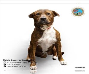 Bulldog-Unknown Mix Dogs for adoption in Mobile, AL, USA