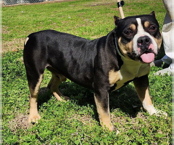 Medium Photo #2 Bulldog-Unknown Mix Puppy For Sale in Wetumpka, AL, USA