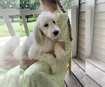 Puppy 2 Goldendoodle