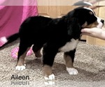 Small Photo #7 Bernese Mountain Dog Puppy For Sale in SHERIDAN, MI, USA
