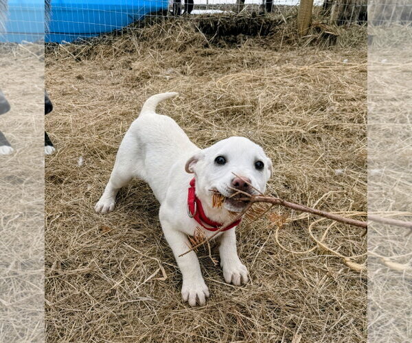 Medium Photo #4 Mutt Puppy For Sale in Cottage Grove, MN, USA