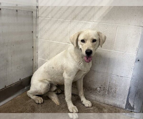 Medium Photo #1 Labrador Retriever Puppy For Sale in San Bernardino, CA, USA