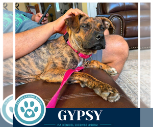 Boxer-Unknown Mix Dogs for adoption in Kimberton, PA, USA