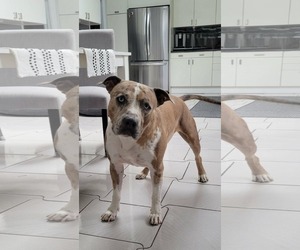 Rune - Male Mutt Dog for Adoption - Photo #6