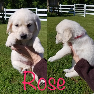 View Ad: Golden Retriever Puppy for Sale, Texas, MOUNT ...