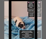 Image preview for Ad Listing. Nickname: Summer