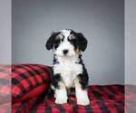 Small Photo #2 Miniature Bernedoodle Puppy For Sale in DALTON, OH, USA