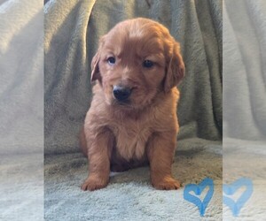 Golden Retriever Puppy for sale in RIGA, MI, USA