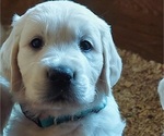 Small English Cream Golden Retriever