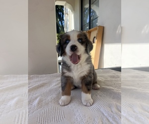 Australian Mountain Dog Puppy for sale in SANTA BARBARA, CA, USA