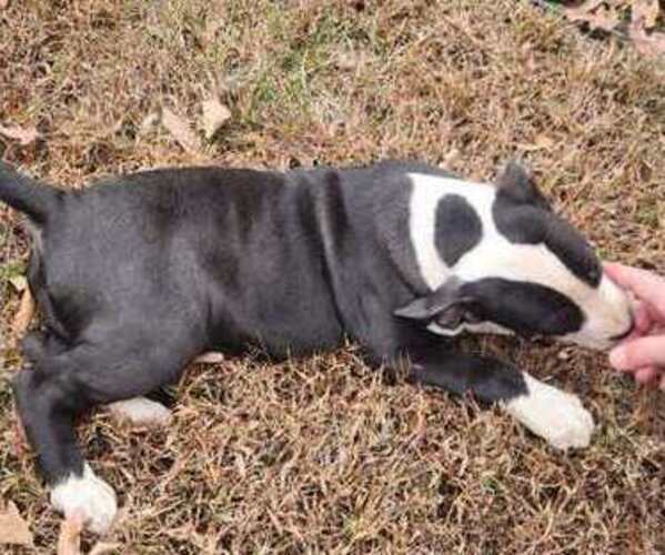 Medium Photo #3 American Bully Puppy For Sale in UNIONVILLE, VA, USA
