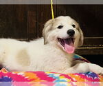 Small #2 Great Pyrenees