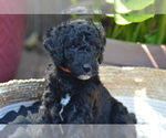 Small Photo #1 Poodle (Standard) Puppy For Sale in CITRUS HEIGHTS, CA, USA
