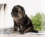 Small #3 Goldendoodle (Miniature)