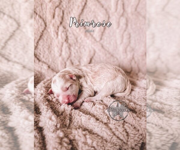 Medium Photo #16 Bordoodle Puppy For Sale in ELIZABETH CITY, NC, USA