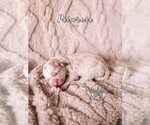 Small Photo #16 Bordoodle Puppy For Sale in ELIZABETH CITY, NC, USA