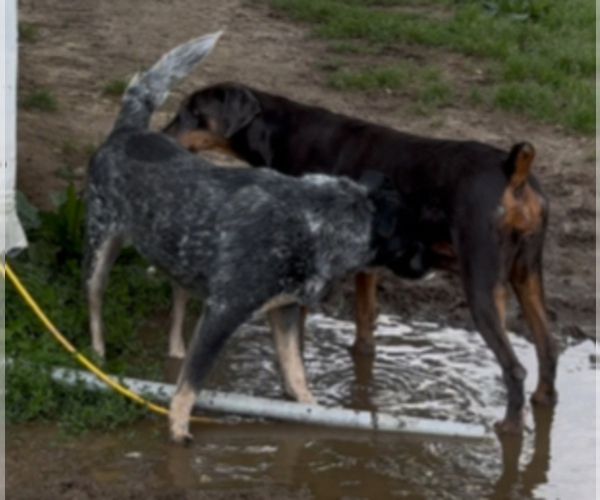 Medium Photo #8 Texas Heeler Puppy For Sale in RICHMOND, VA, USA