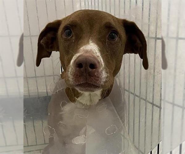 Medium Photo #2 Labrador Retriever-Unknown Mix Puppy For Sale in San Antonio, TX, USA