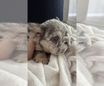 Small #5 French Bulldog