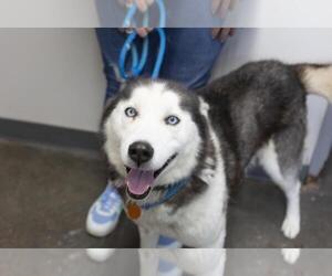 Siberian Husky-Unknown Mix Dogs for adoption in Mountain Home, AR, USA