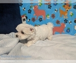 Small #2 Maltese