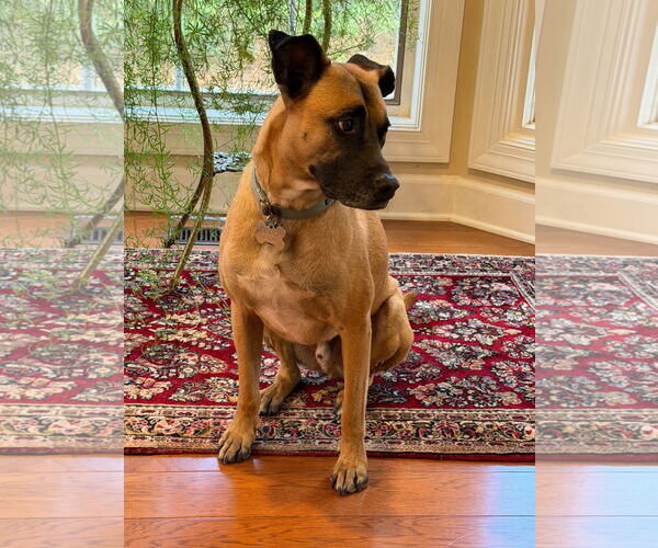 Medium Photo #2 Boxer-Unknown Mix Puppy For Sale in Stevens Point, WI, USA