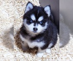 Small Photo #13 Pomsky Puppy For Sale in PUNTA GORDA, FL, USA