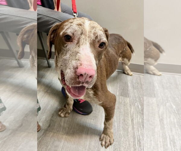Medium Photo #2 Catahoula Leopard Dog-Unknown Mix Puppy For Sale in Rural Hall, NC, USA
