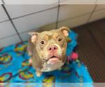 Small American Pit Bull Terrier Mix