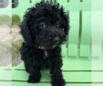 Small Photo #3 Poodle (Miniature) Puppy For Sale in DUNDEE, OH, USA