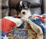 Puppy Molly Pitcher Miniature Australian Shepherd