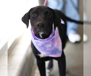 Labrador Retriever-Unknown Mix Dogs for adoption in San Antonio, TX, USA
