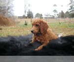 Small Photo #12 Poodle (Standard) Puppy For Sale in STOKESDALE, NC, USA