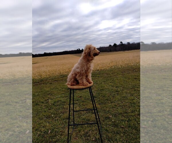 Medium Photo #1 Cavapoo (Miniature)-Poodle (Toy) Mix Puppy For Sale in GREENWOOD, WI, USA