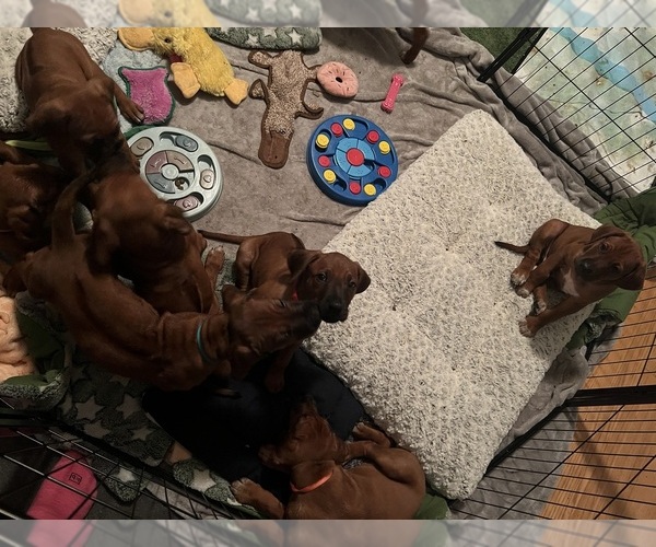 Medium Photo #9 Rhodesian Ridgeback Puppy For Sale in MURFREESBORO, TN, USA
