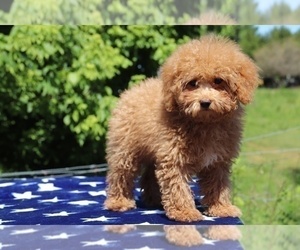 Goldendoodle Puppy for sale in UNION CITY, TN, USA