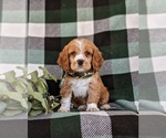 Small Photo #7 Cocker Spaniel Puppy For Sale in NEW HOLLAND, PA, USA