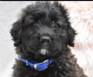 Goldendoodle (Miniature) Puppy for sale in TOLEDO, OH, USA