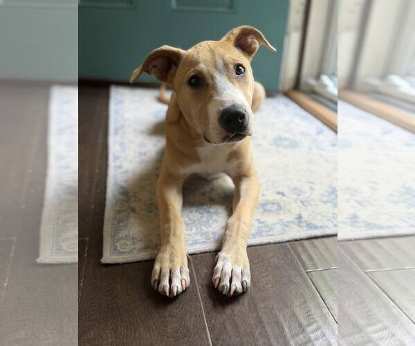 Medium Photo #2 American Pit Bull Terrier-Unknown Mix Puppy For Sale in Germantown, OH, USA