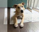 Small #1 American Pit Bull Terrier Mix
