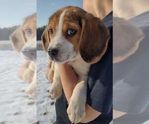 Beagle Puppy for sale in COLVILLE, WA, USA