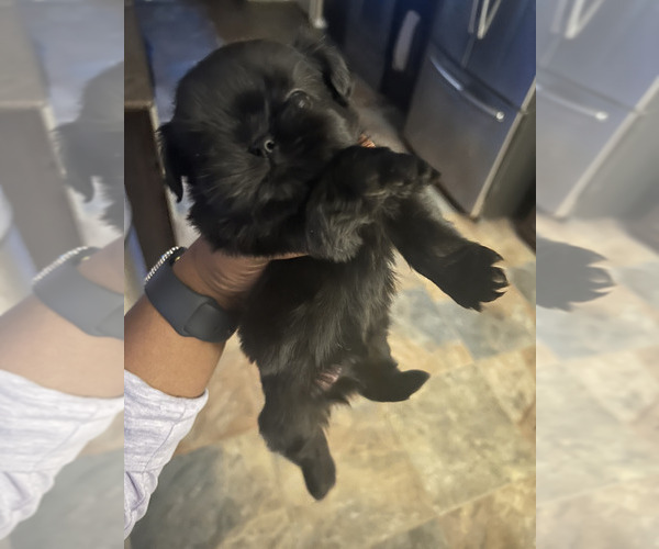 Medium Photo #1 Shih Tzu Puppy For Sale in KILLEEN, TX, USA