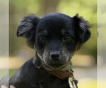 Small Cocker Spaniel