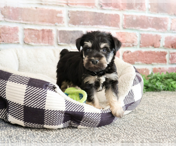 Medium Photo #11 Schnauzer (Miniature) Puppy For Sale in SYRACUSE, IN, USA