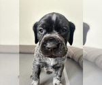 Puppy Sadie German Shorthaired Pointer