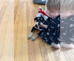 Small #2 Huskies  Mix