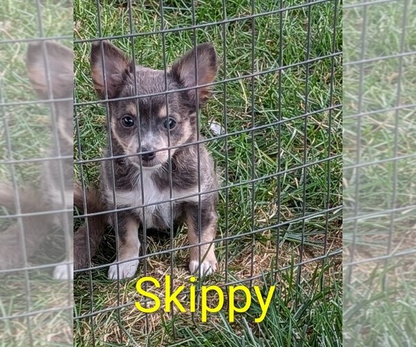 Medium Photo #2 Chihuahua Puppy For Sale in LEBANON, PA, USA
