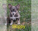Small #1 Chihuahua