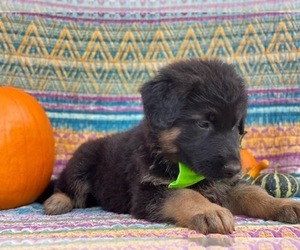 German Shepherd Dog Puppy for sale in LANCASTER, PA, USA
