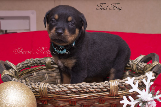 Medium Photo #4 Rottweiler Puppy For Sale in OWINGSVILLE, KY, USA
